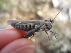 Omocestus