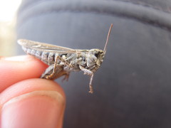 Omocestus