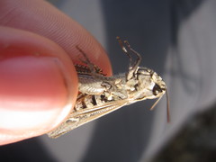 Omocestus