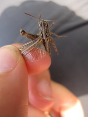Omocestus