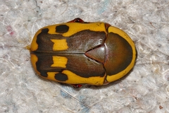 Pachnodella impressa