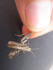 Omocestus