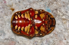 Pachnodella impressa