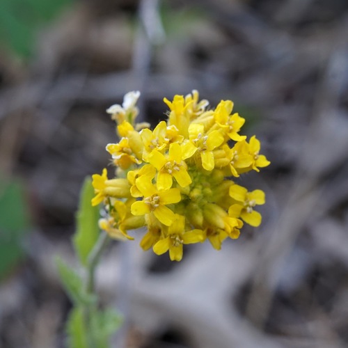 Image of Draba helleriana by (c) Andrew Tree, some rights reserved (CC BY)