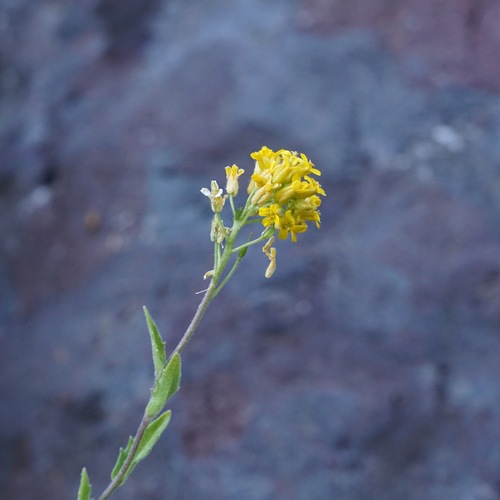Image of Draba helleriana by (c) Andrew Tree, some rights reserved (CC BY)