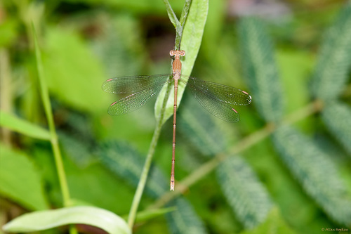 Ochre Spreadwing