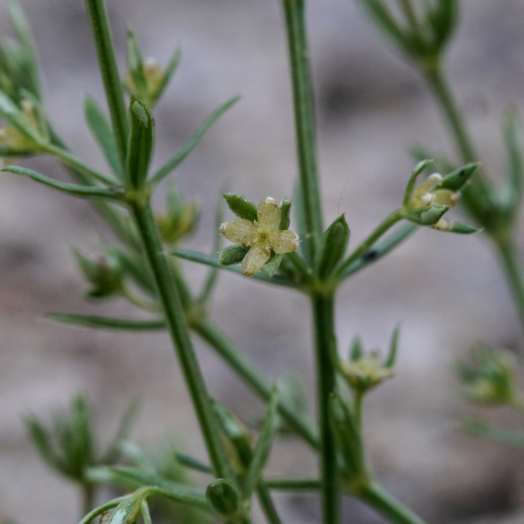 Galium microphyllum