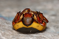 Pachnodella impressa