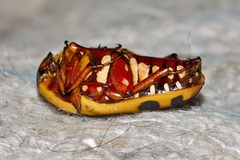 Pachnodella impressa