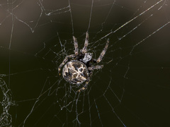 Araneus grossus