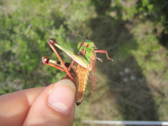 Locusta migratoria cinerascens