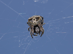 Araneus grossus
