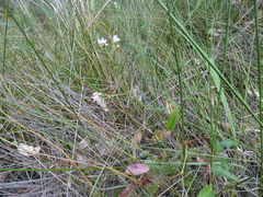 Persicaria strigosa