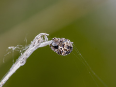 Araneus grossus