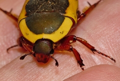 Pachnodella impressa