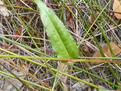 Persicaria strigosa