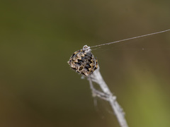 Araneus grossus