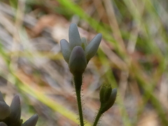 Persicaria strigosa