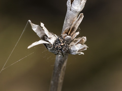 Araneus grossus