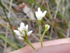 Persicaria strigosa