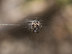 Araneus grossus