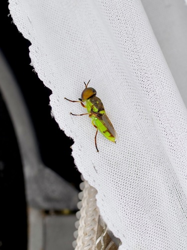 Green Soldier Fly photo 4