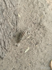 Funambulus pennantii