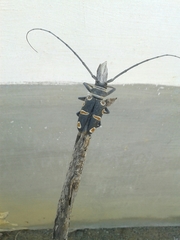 Zographus oculator