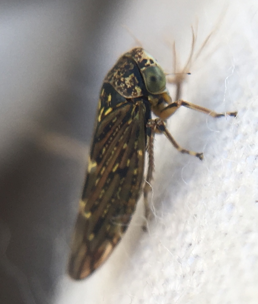 Acericerus