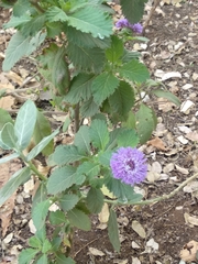 Centratherum punctatum