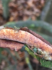 Peniophora laeta
