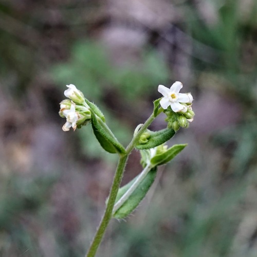 Chihuahuan Stickseed (Hackelia ursina)