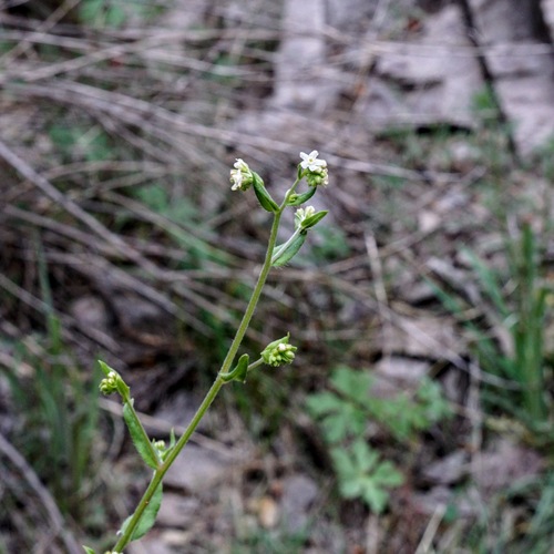 Image of Hackelia ursina by (c) Andrew Tree, some rights reserved (CC BY)