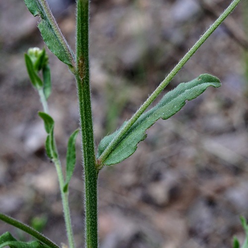 Image of Hackelia ursina by (c) Andrew Tree, some rights reserved (CC BY)