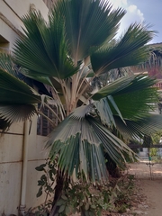 Arecaceae