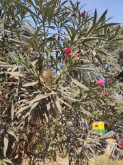 Nerium oleander