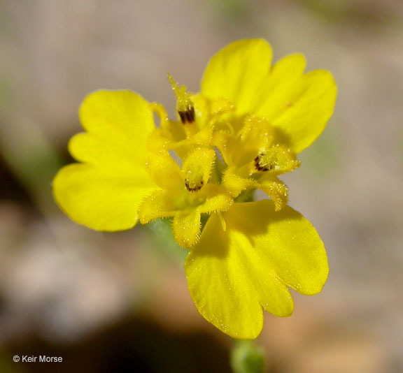 Deinandra lobbii