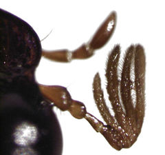 Sericospilus