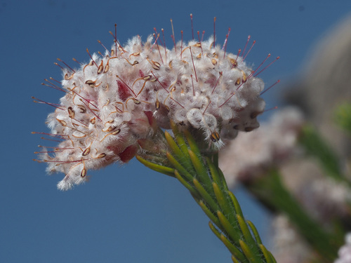 Sorocephalus lanatus (Thunb.) R.Br.