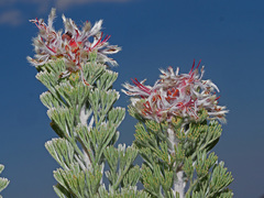 Paranomus tomentosus