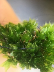 Ptychostomum capillare