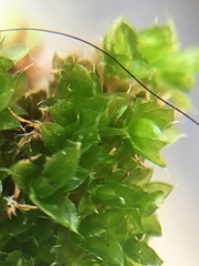 Ptychostomum capillare