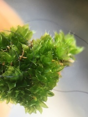 Ptychostomum capillare