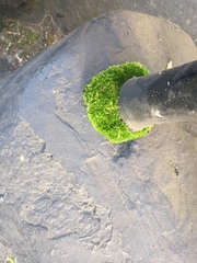 Ptychostomum capillare