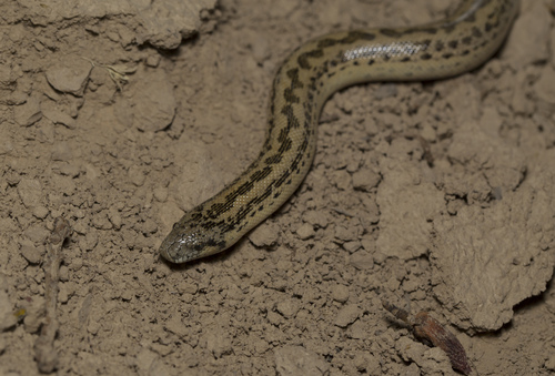 Eastern Sand Boa