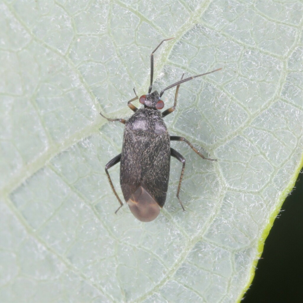 Psallus aethiops