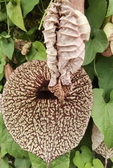 Aristolochia grandiflora image