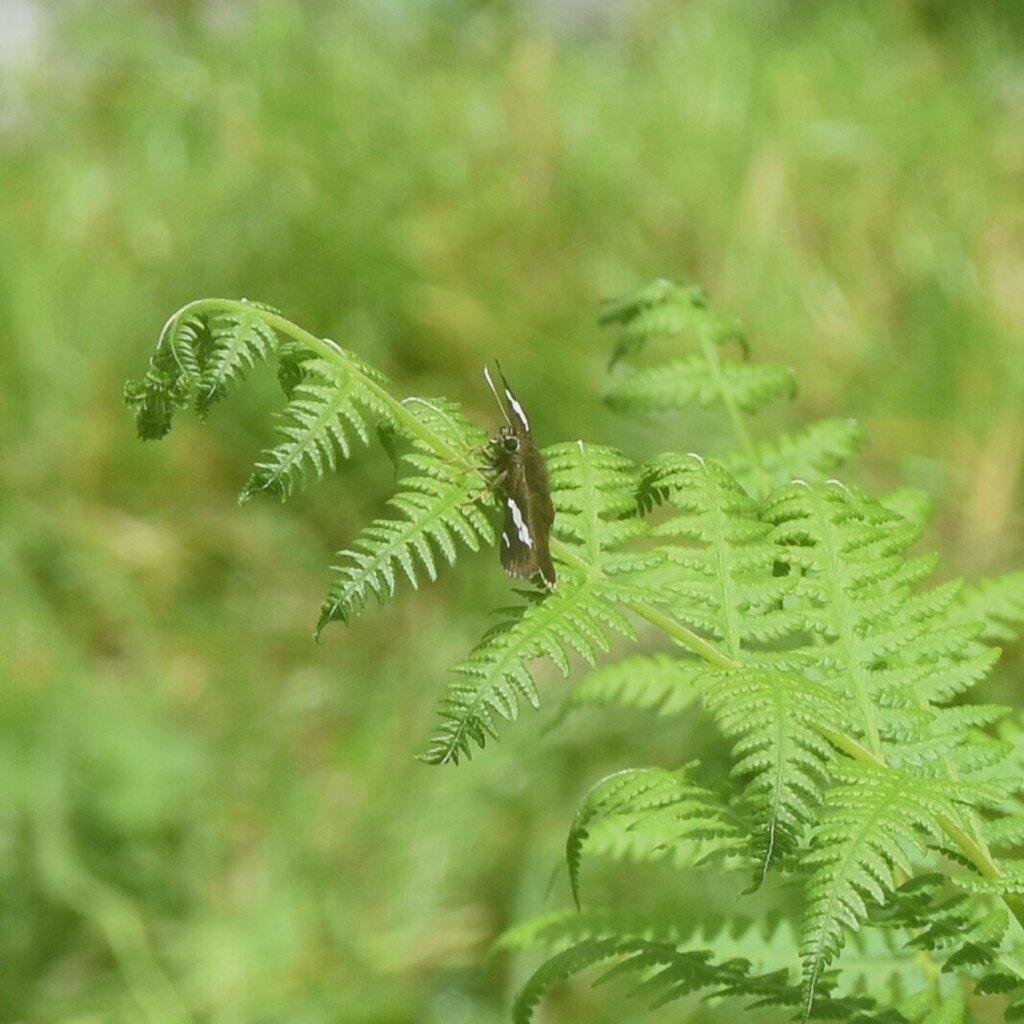 Yellow-banded Flat
