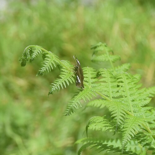 Yellow-banded Flat