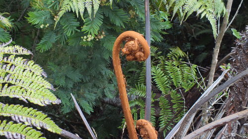 Alsophila glaucifolia · iNaturalist